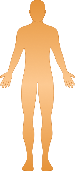 Human body front